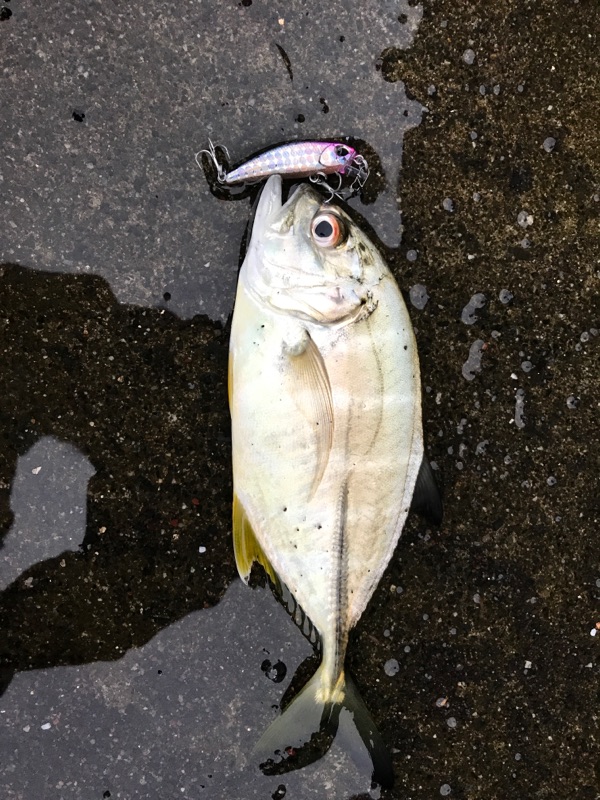 沼津にあの魚がやってきた 沼津メッキゲーム 釣具のイシグロ 釣り情報サイト