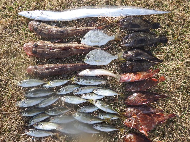 いろいろ釣れちゃう 神島夜釣り最高 釣具のイシグロ 釣り情報サイト