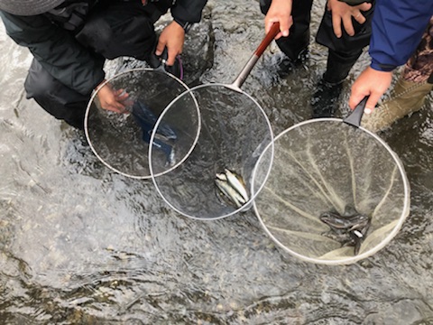 イシグロ初心者鮎釣り教室 釣具のイシグロ 釣り情報サイト