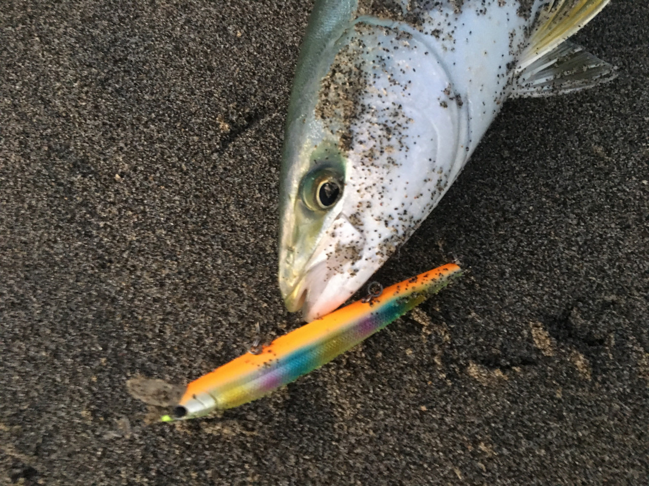 遠州サーフ青物好調 釣具のイシグロ 釣り情報サイト