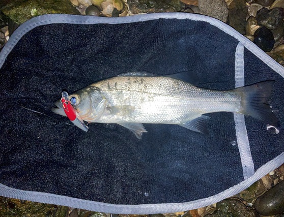 表浜名湖のルアー釣りでセイゴが釣れてます 釣具のイシグロ 釣り情報サイト