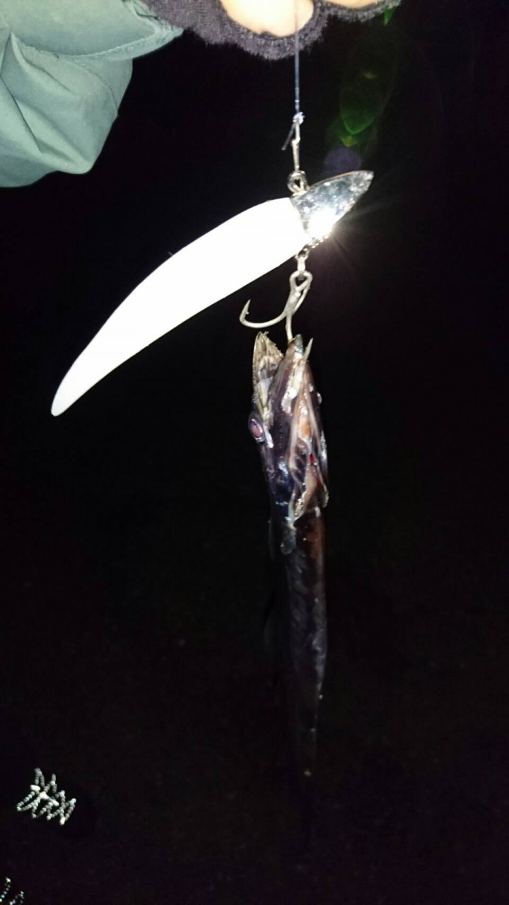 ショアタチウオ ワインド釣法がオススメです 釣具のイシグロ 釣り情報サイト