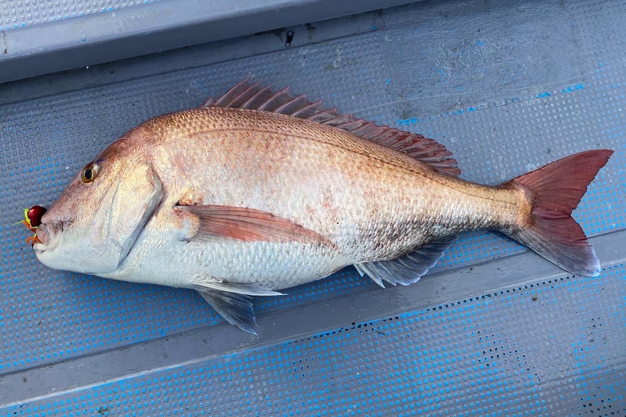 うっしーのタイラバ釣行 96cm 金洲のモンスターマダイ登場 釣具のイシグロ 釣り情報サイト