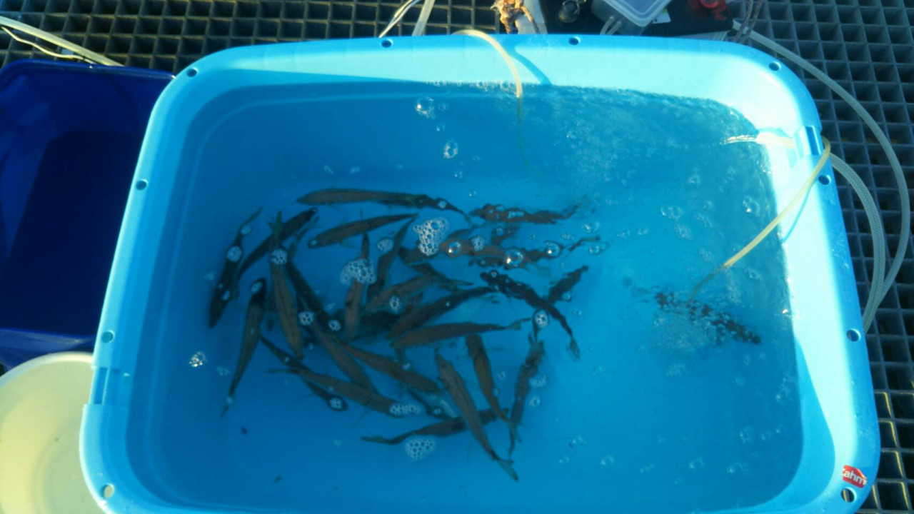 イシグロ半田店 速報 豊浜漁港釣り桟橋でアジ釣れています 釣具のイシグロ 釣り情報サイト