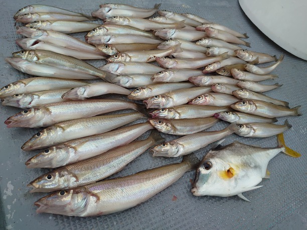 今が旬 三河湾の船キス タコ釣りが熱い 釣具のイシグロ 釣り情報サイト