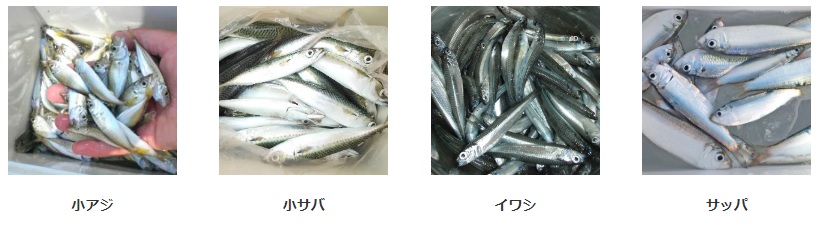 サビキ釣りターゲット、アジ、サバ、イワシ、サッパ