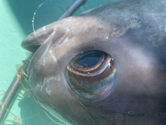 深海の暴れん坊 メダイ捕獲作戦 イシグロ フィッシングアドバイザー 釣具のイシグロ 釣り情報サイト