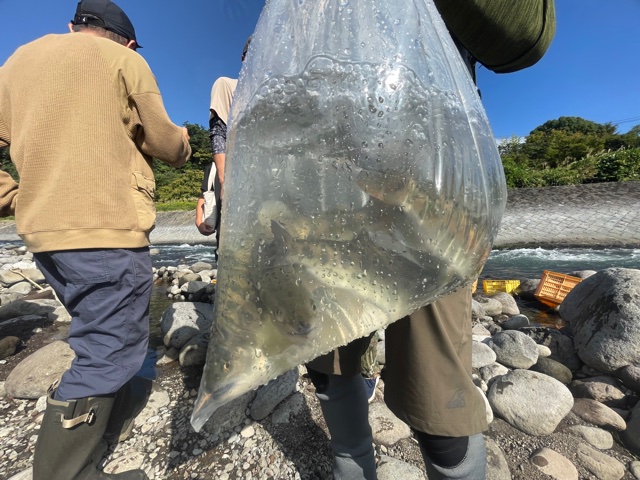 箱根早川 鬼ヤマメ放流会参加してきました イシグロ フィッシングアドバイザー 釣具のイシグロ 釣り情報サイト