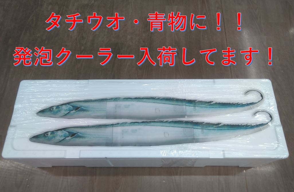 青物 太刀魚用 発泡クーラー 入荷してます イシグロ 浜松高林店 釣具のイシグロ 釣り情報サイト