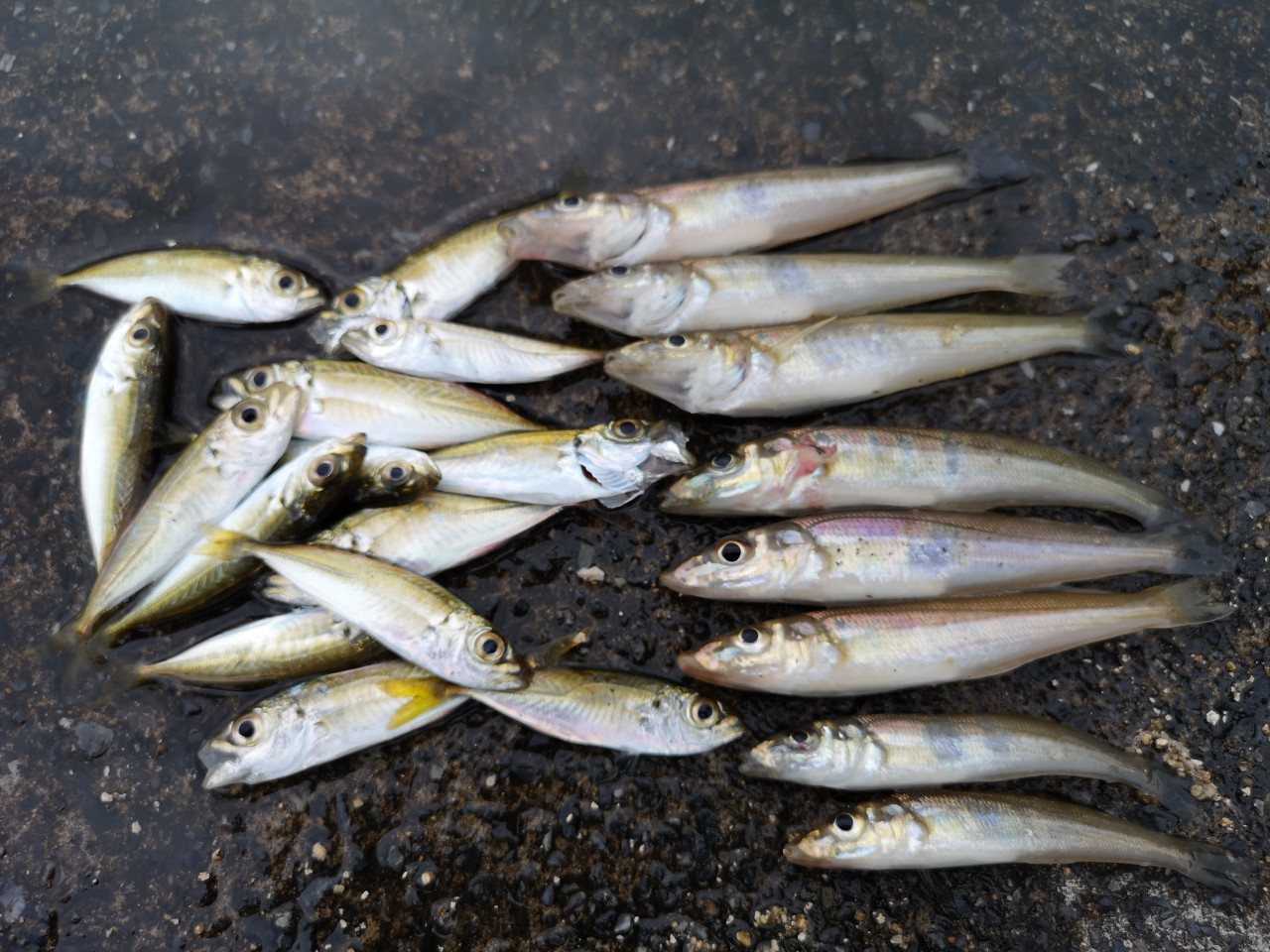 敦賀方面ちょい投げ釣りの釣果情報です シロギス アジget イシグロ 名東引山店 釣具のイシグロ 釣り情報サイト