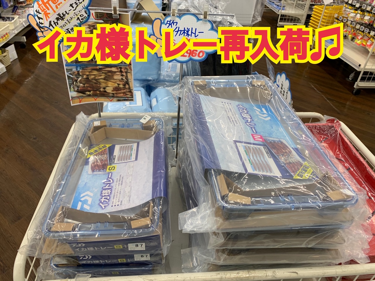 イカ様トレー再入荷しました！イカ鮮度抜群で持ち帰れます♪｜イシグロ岡崎大樹寺店｜釣具のイシグロ |釣り情報サイト