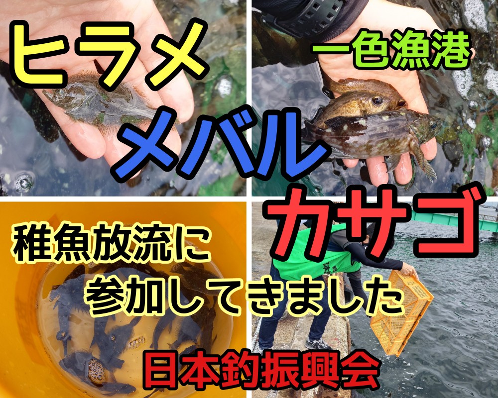 ヒラメ メバル カサゴの稚魚放流 日本釣振興会愛知県支部主催 に参加してきました イシグロ半田店 イシグロ 半田店 釣具のイシグロ 釣り情報サイト