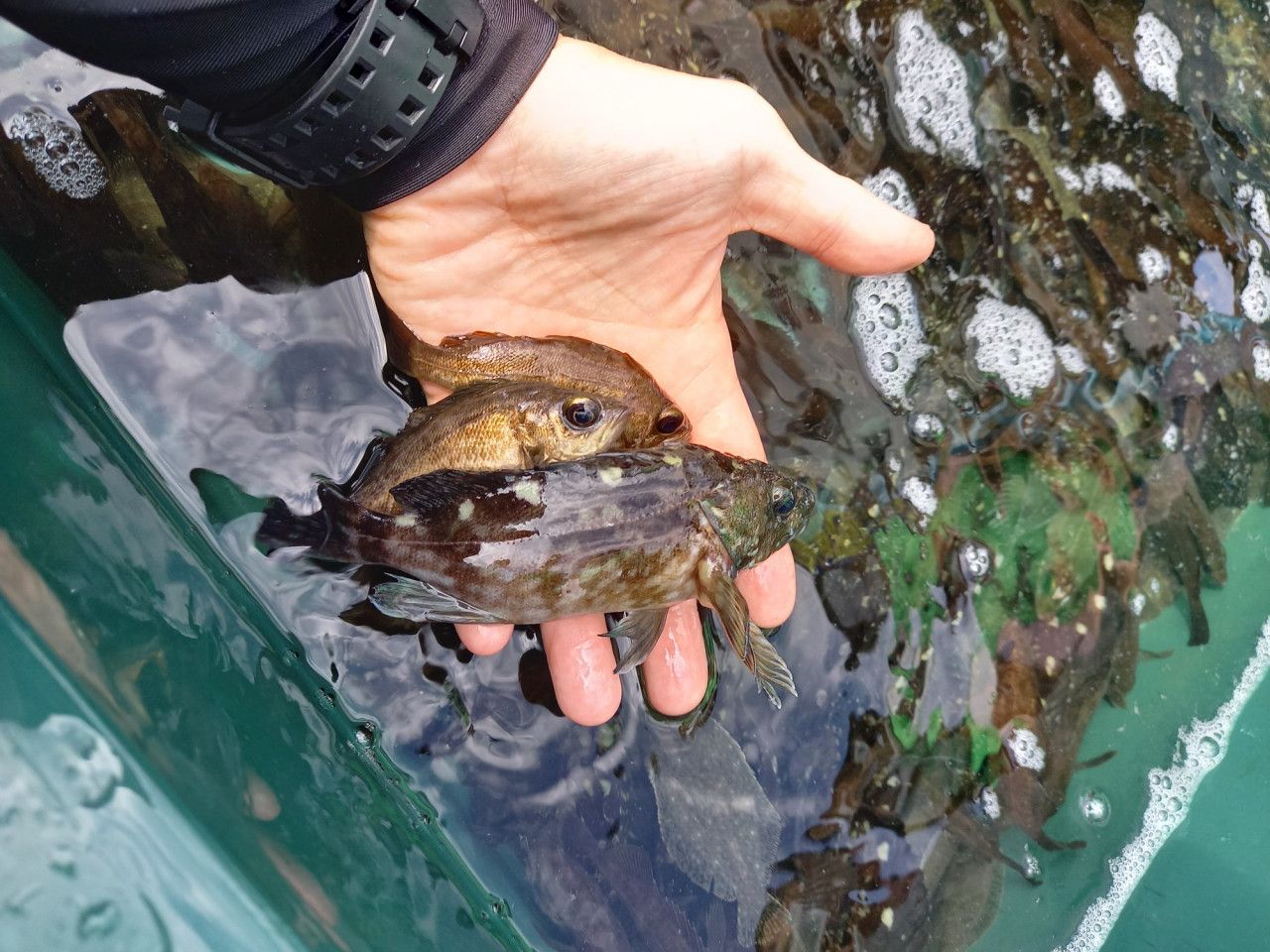 ヒラメ メバル カサゴの稚魚放流 日本釣振興会愛知県支部主催 に参加してきました イシグロ半田店 イシグロ 半田店 釣具のイシグロ 釣り情報サイト