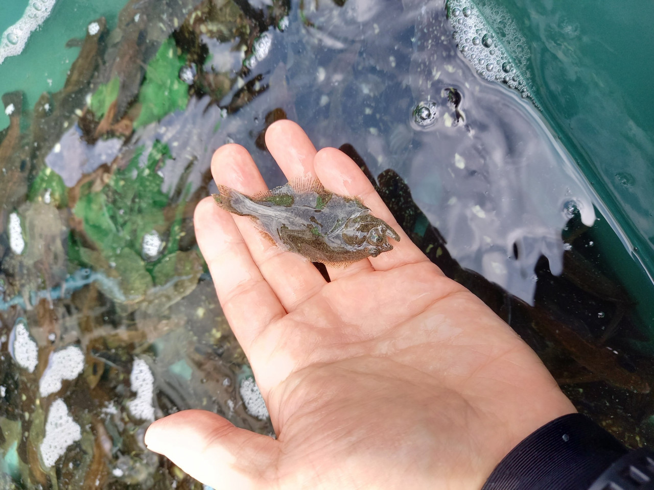 ヒラメ メバル カサゴの稚魚放流 日本釣振興会愛知県支部主催 に参加してきました イシグロ半田店 イシグロ 半田店 釣具のイシグロ 釣り情報サイト