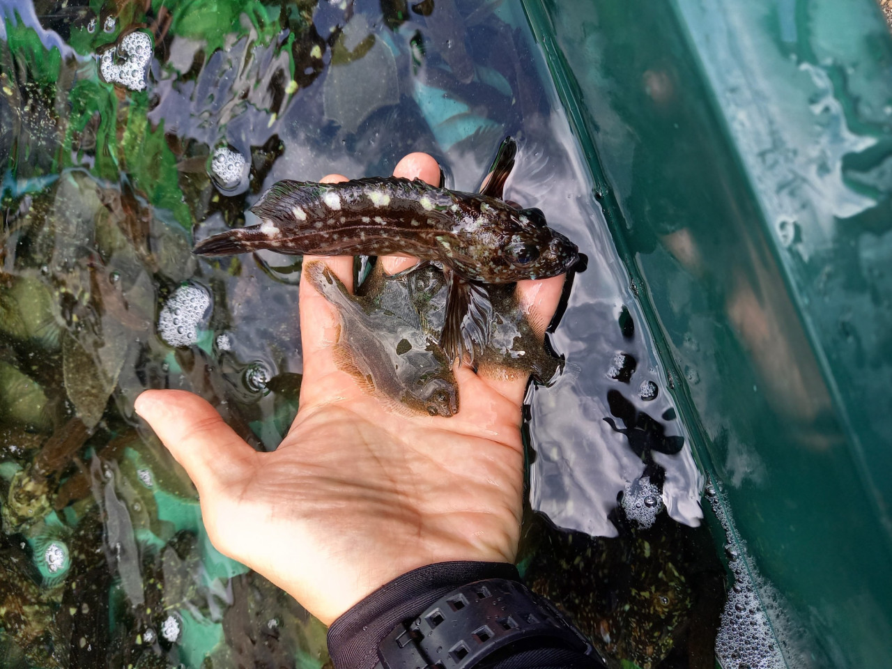 ヒラメ メバル カサゴの稚魚放流 日本釣振興会愛知県支部主催 に参加してきました イシグロ半田店 イシグロ 半田店 釣具のイシグロ 釣り情報サイト