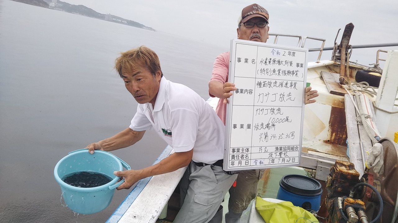 年 片名漁協釣部のカサゴ稚魚放流に参加させて頂きました イシグロ 半田店 釣具のイシグロ 釣り情報サイト