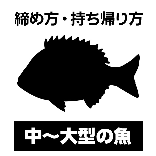 中～大型魚　締め方・持ち帰り方