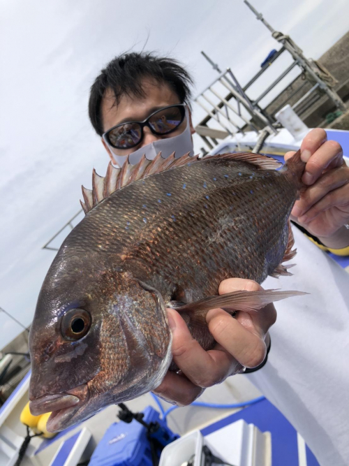 アジ泳がせでマダイが釣れました！バラシ軽減させるためにヒラメ仕掛けを使用しました！