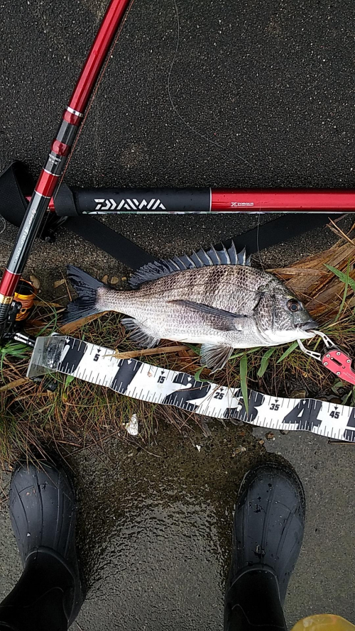 開始10分で釣れた36センチの黒鯛！聞き合わせでアタリを取りました！