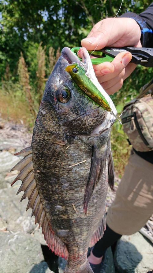 浜名湖オカッパリのチヌトップゲーム釣果上昇中！