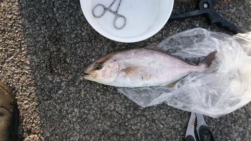 豆鯵にショゴが掛かりました。大きさからするとのまれるサイズではないのですが、返し付きのロデオグライダーのおかげで釣れました。