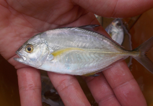 浜名湖でメッキ釣れました。場所によっては群れていてルアーの奪い合いがみれます！メッキは色々な種類の総称でこちらはカスミアジです。