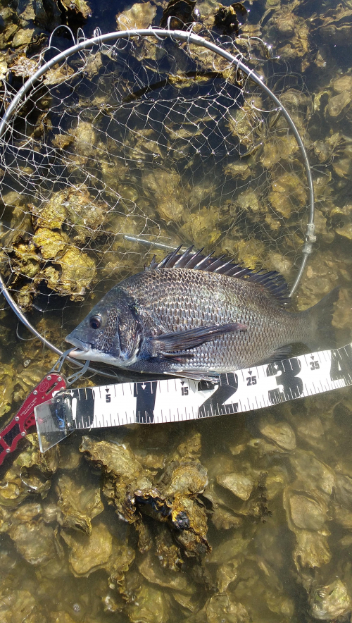 開始30分で釣れた黒鯛。