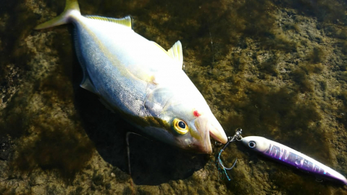 イシグロ沼津店限定販売中のペラジグで釣れました！