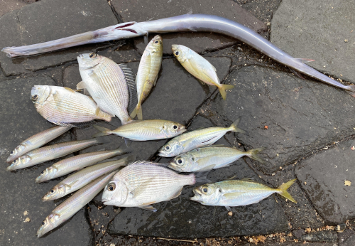 色々な魚が釣れてきました。潮回り、朝、昼で釣り方を変えると楽しく釣りが出来ますよ。