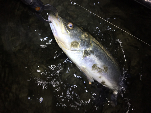 シーバスの釣果が急上昇！