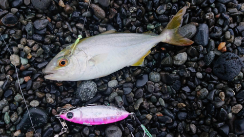 ジグサビキでショゴ(カンパチの幼魚)が釣れました！