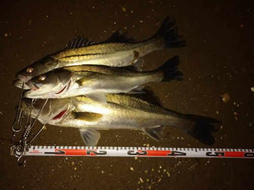 浜名湖シーバス釣れていますよ♪