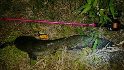 ルアーはザクトクラフト
ザグナ
1投目でヒット！
