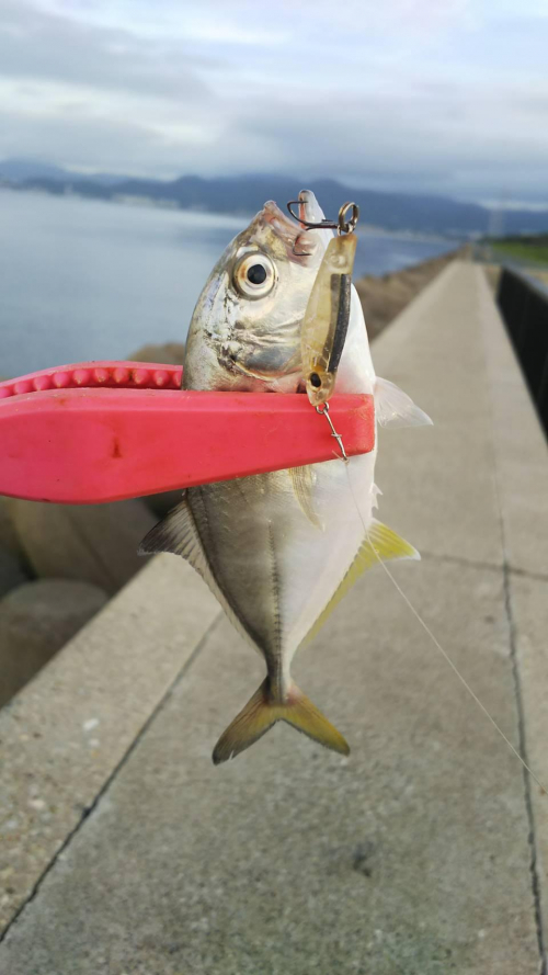 型が小さいのですべてリリースしました！御津臨海公園色々釣れますね♪