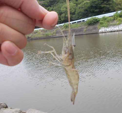 ウキ下15㎝位と浅い所でエビが釣れましたよ。