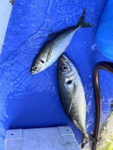 沼津沖大アジ釣り、釣れてます！サイズが大きいので魚が掛かったら慎重に巻いてきて下さい。