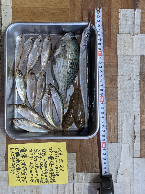 他に、ホウボウ　豆サバと6目づりではあった   メゴチは青虫チョイ投げ