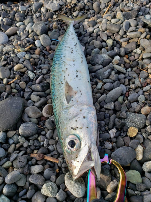 ショアジギングで良型のサバが釣れました！