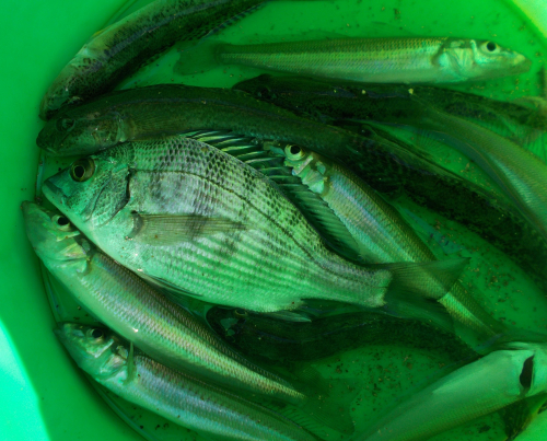 本日の釣果、キスとハゼが中心でチンタ（クロダイの小さいの）やメゴチ、小型カレイが釣れました。