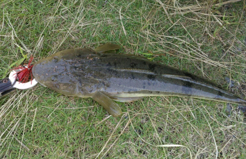 前日のハゼ釣りの際、何か大きな魚にハゼが襲われたので次の日ルアーで狙った所、正体はマゴチでした。