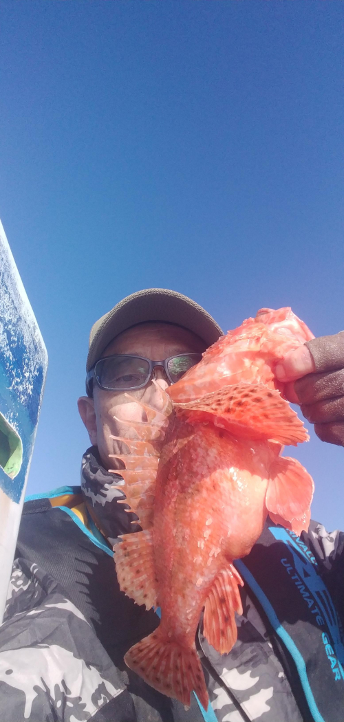 昨年から始まった伊良湖出船秀進丸様の鬼カサゴ釣り！よーく釣れました！

