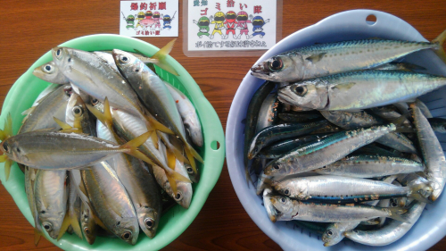 たくさん釣れました！