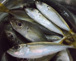 沖釣り中止になったので浜名湖へ行ってきました。開始して少ししたらアジの群れが寄ってきて終始入れ食い！泳がせ釣りのエサ用として１５匹ほど活かして泳がせ釣りへ行ってきました。