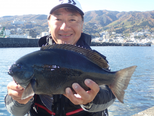 スタッフ菊間の釣果。日中に出た良型グレ。