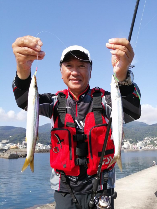 スタッフ菊間　カマス釣れてます！