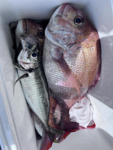 沼津沖アジ釣りでマダイも釣れています！マダイのサイズも大きいので、ハリスは4号以上がオススメです。