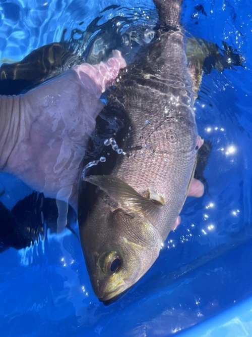 沼津湾内イサキ、型が良いです！とにかく脂がすごいです！釣れている今がチャンスです！