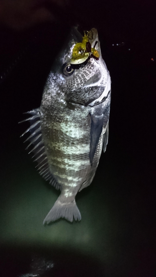 浜名湖チヌボトムゲーム　釣れていますよ！