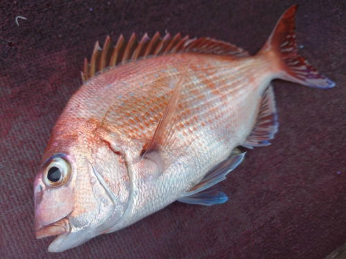 冬の深場のコマセ釣りでマダイの釣果が続いています！夜光玉は、ハヤブサ「ひかり玉 レッド2号」がオススメです。