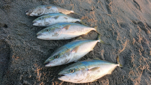 青物の魚影が濃くなってきました！